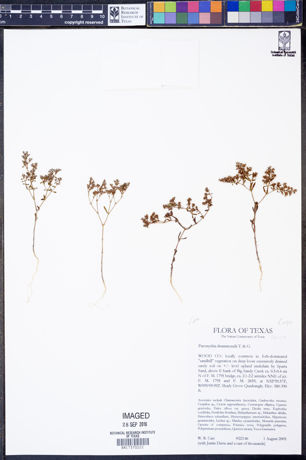 Paronychia drummondii image