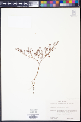 Image of Paronychia chorizanthoides