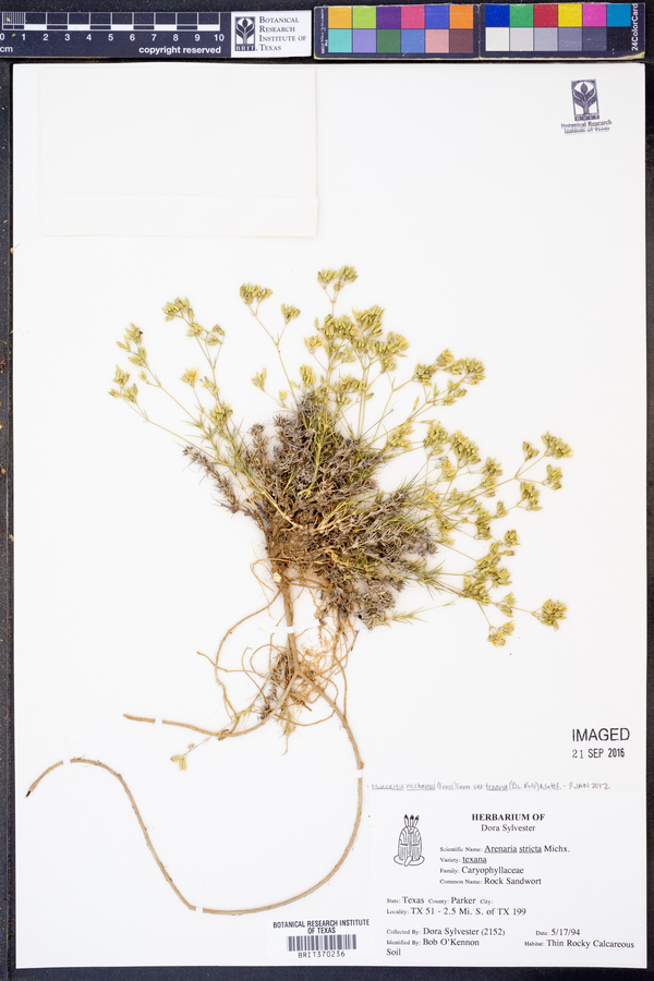 Minuartia michauxii var. texana image