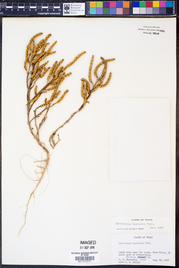 Salicornia bigelovii image