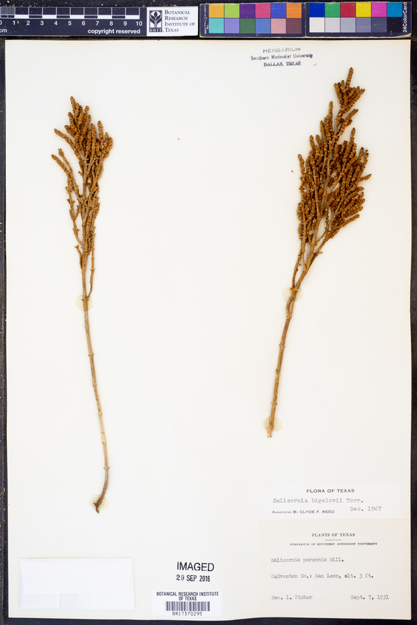Salicornia bigelovii image