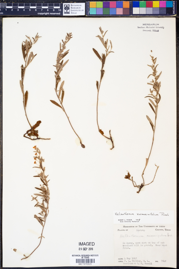 Helianthemum rosmarinifolium image