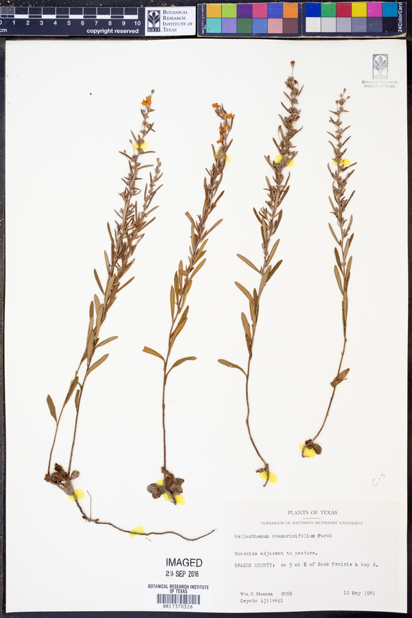 Helianthemum rosmarinifolium image