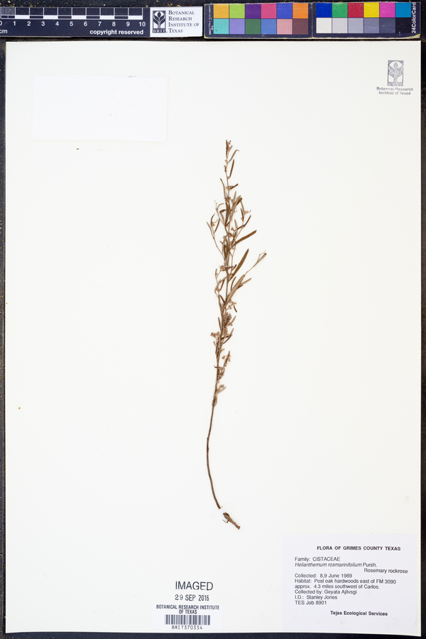 Helianthemum rosmarinifolium image