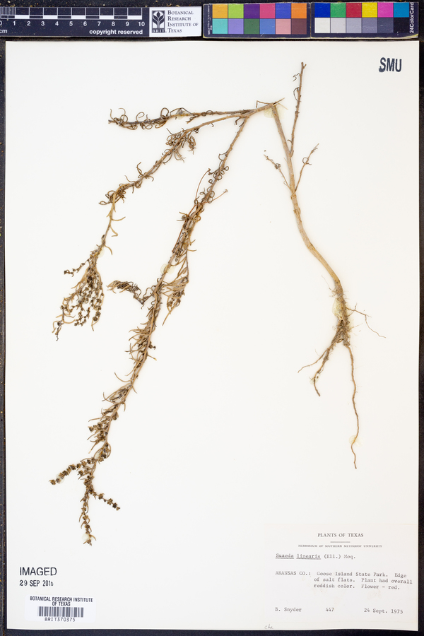 Suaeda linearis image