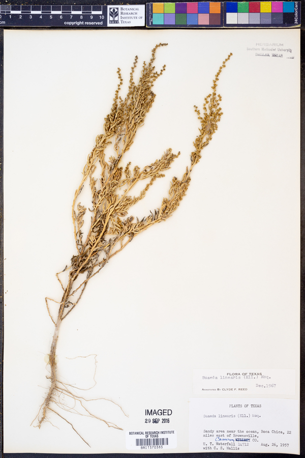 Suaeda linearis image