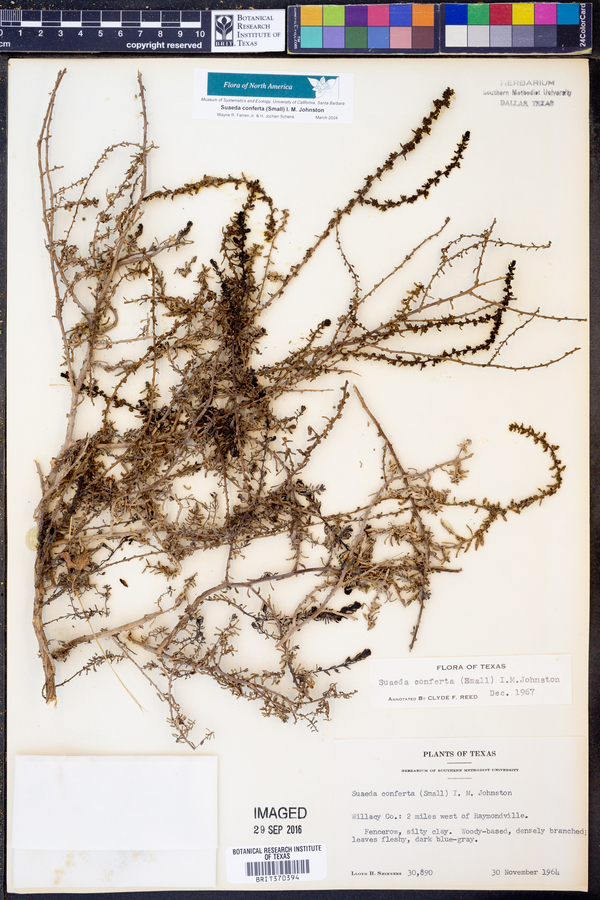 Suaeda conferta image