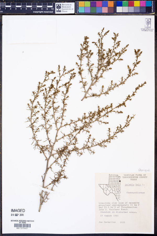 Salsola kali image