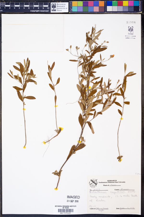 Helianthemum corymbosum image