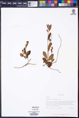 Helianthemum carolinianum image