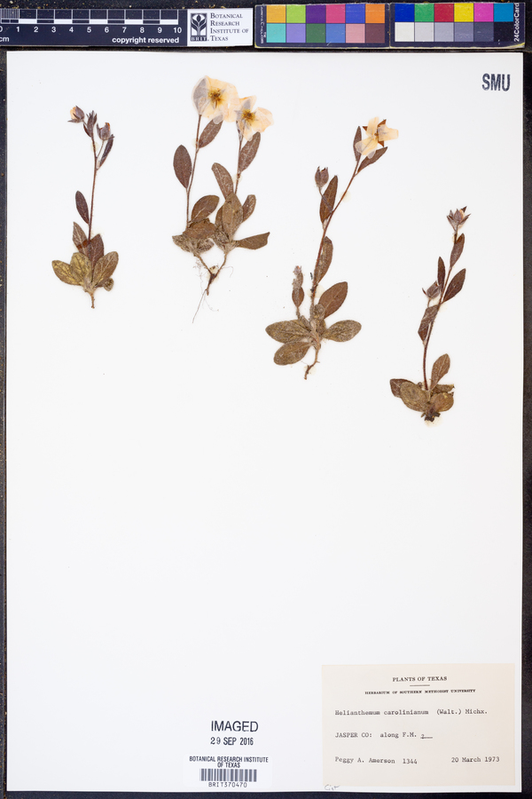 Helianthemum carolinianum image