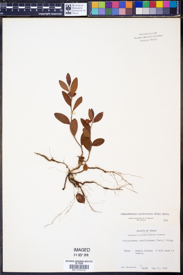 Helianthemum carolinianum image