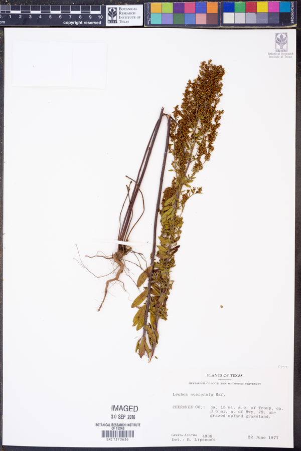 Lechea mucronata image