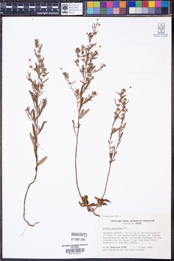 Lechea mucronata image