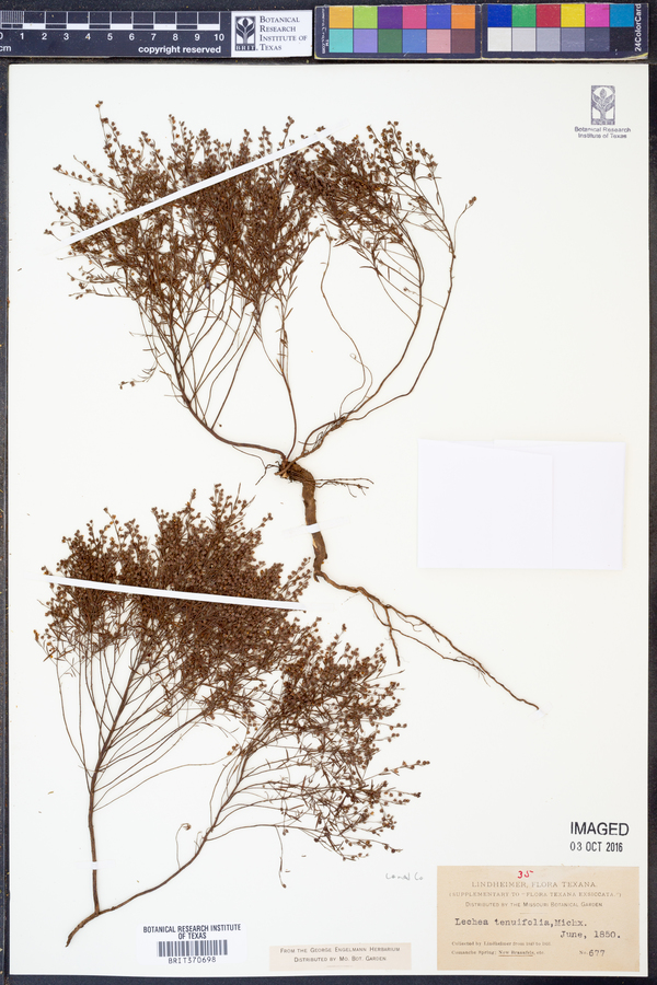 Lechea tenuifolia image