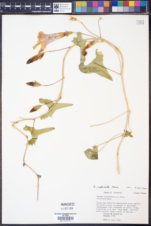 Ipomoea rupicola image