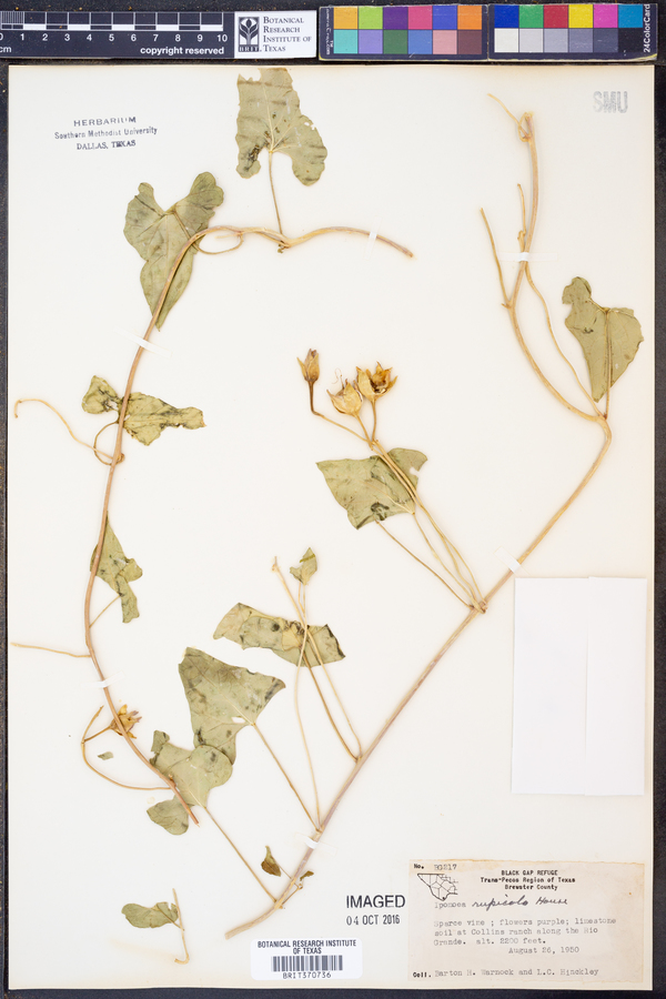 Ipomoea rupicola image
