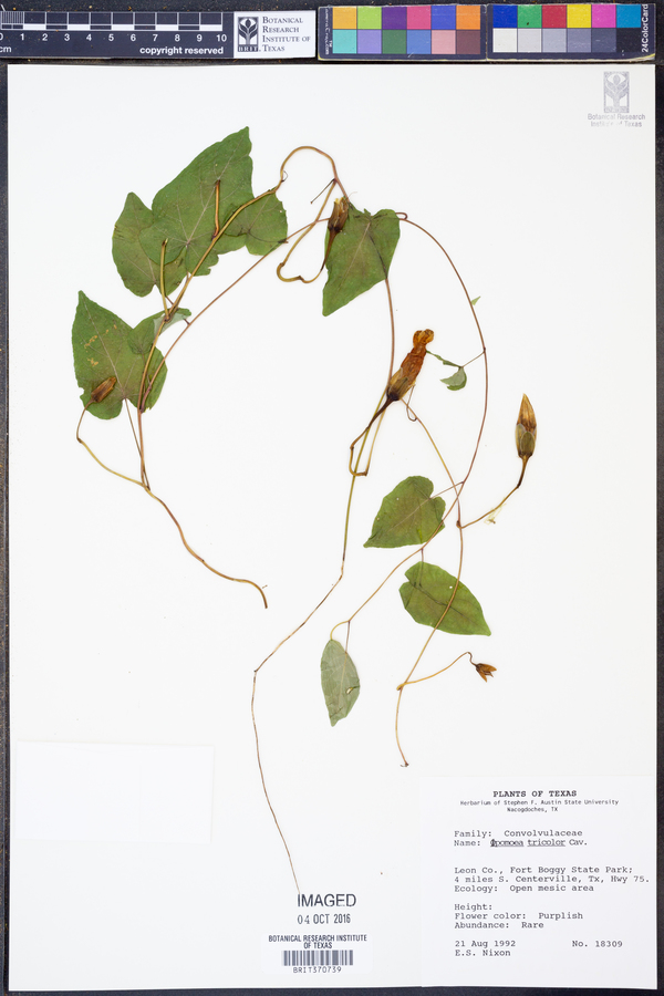 Ipomoea tricolor image