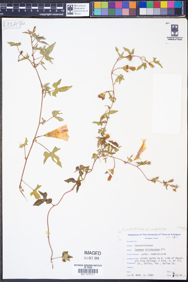 Ipomoea cordatotriloba var. cordatotriloba image