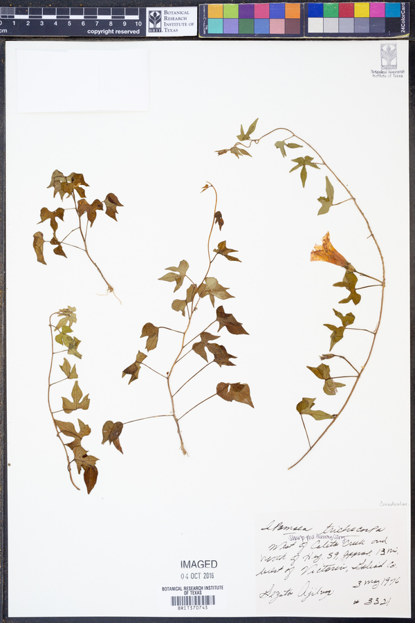 Ipomoea trichocarpa image