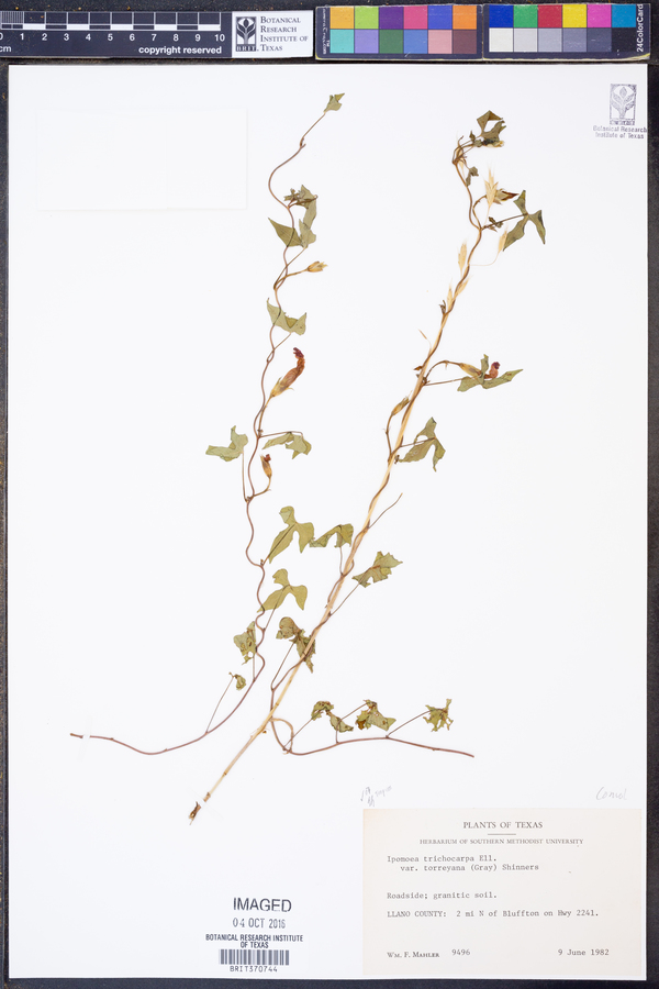 Ipomoea trichocarpa var. torreyana image