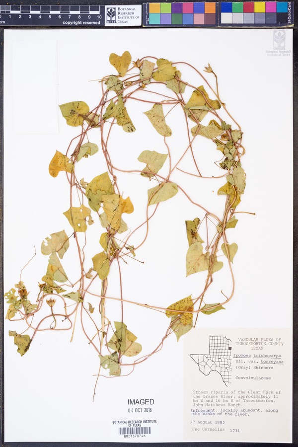 Ipomoea trichocarpa image