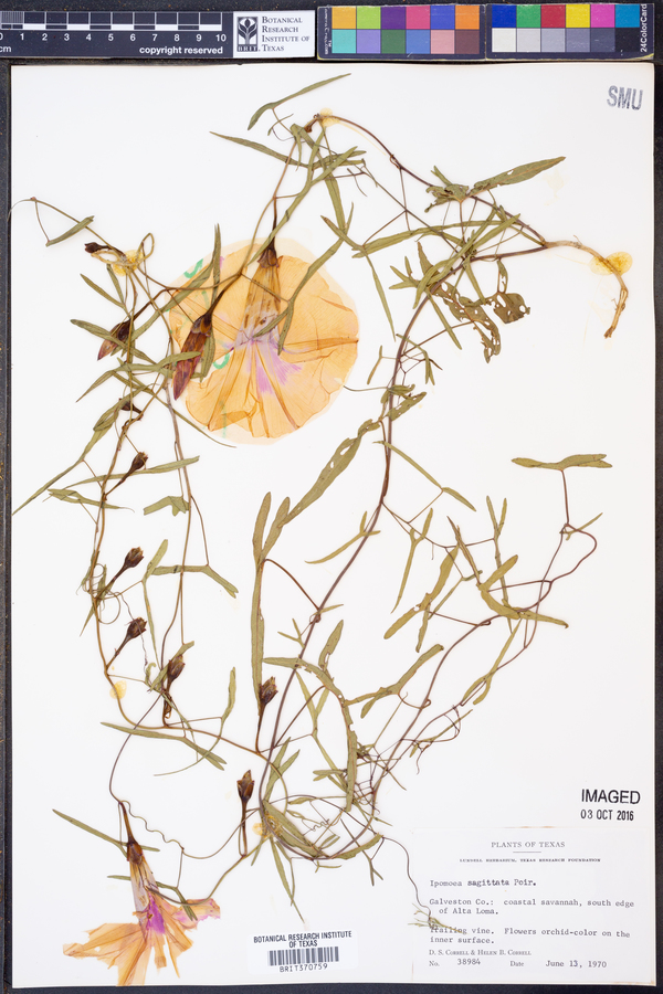 Ipomoea sagittata image