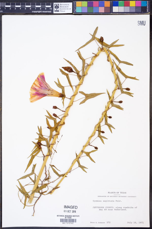 Ipomoea sagittata image