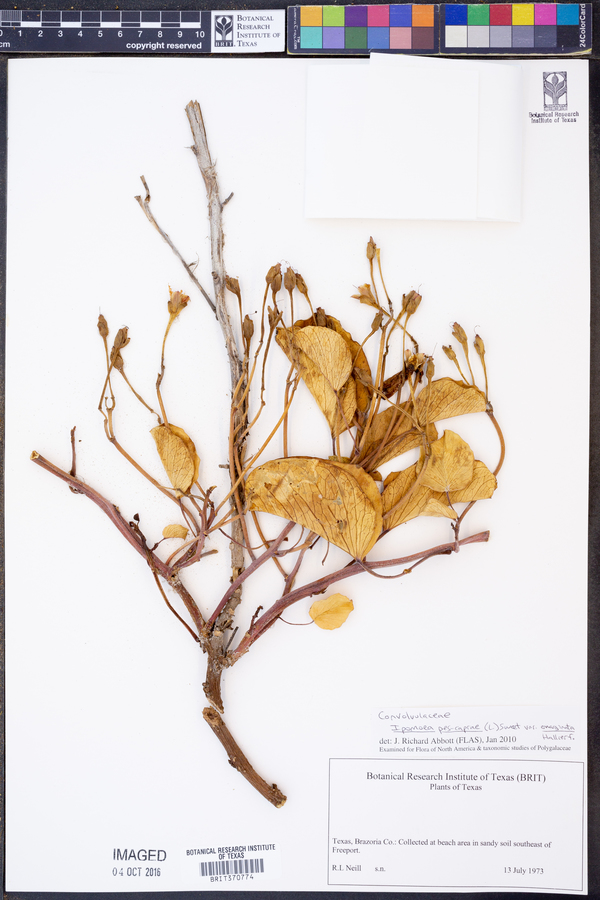 Ipomoea pes-caprae var. emarginata image