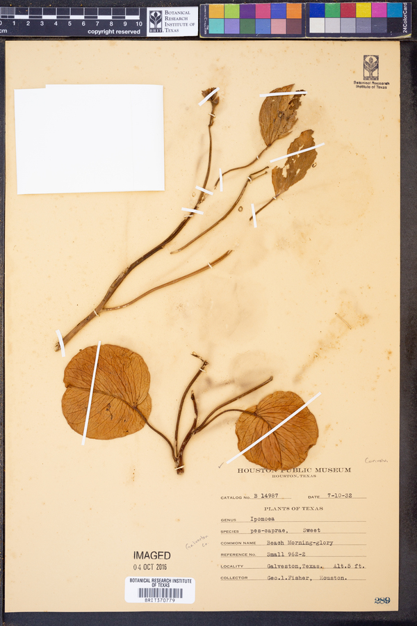 Ipomoea pes-caprae image