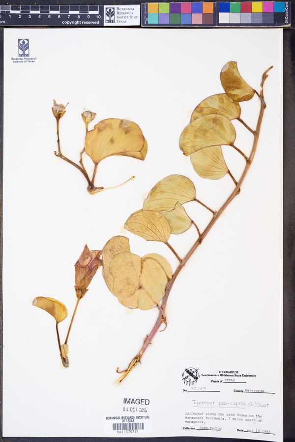 Ipomoea pes-caprae image
