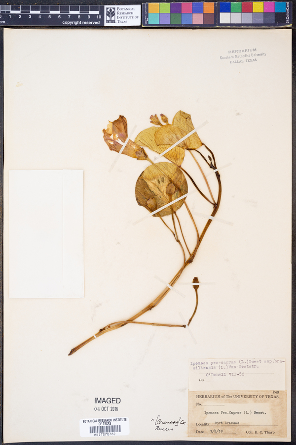 Ipomoea pes-caprae subsp. brasiliensis image