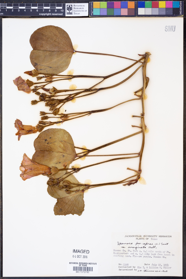 Ipomoea pes-caprae var. emarginata image