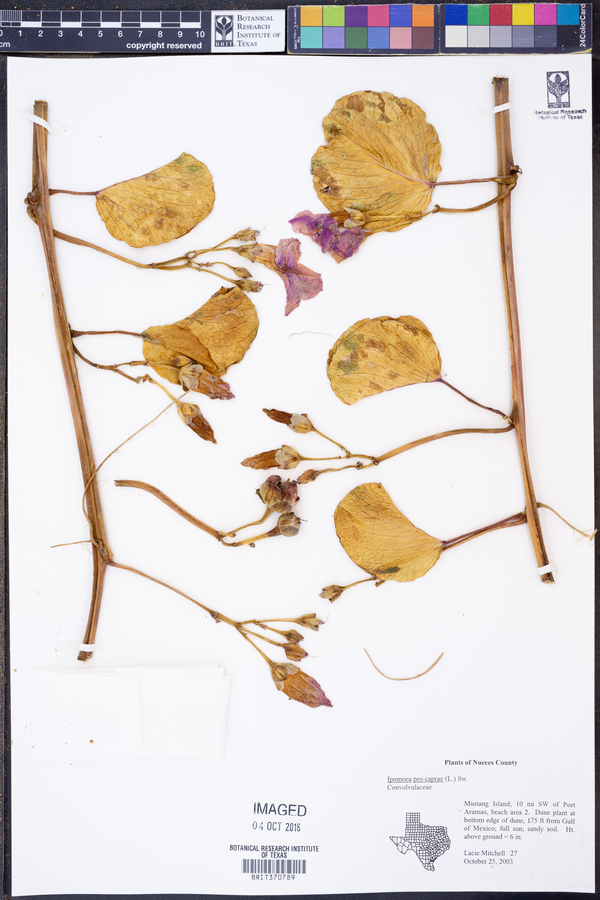Ipomoea pes-caprae image