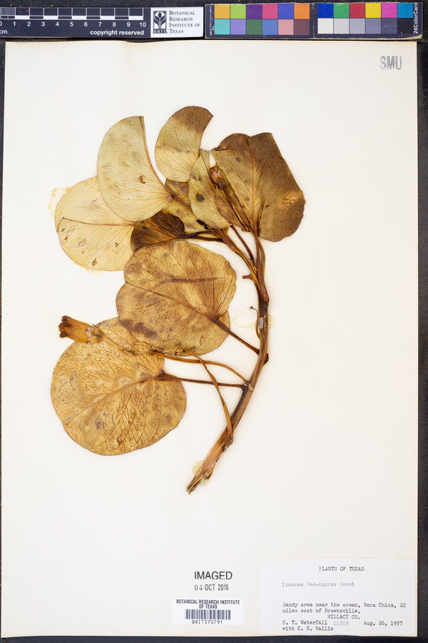 Ipomoea pes-caprae image