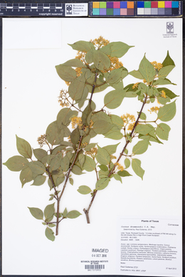 Cornus drummondii image