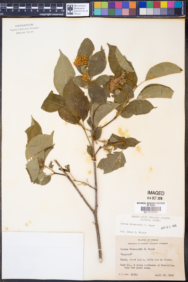 Cornus drummondii image