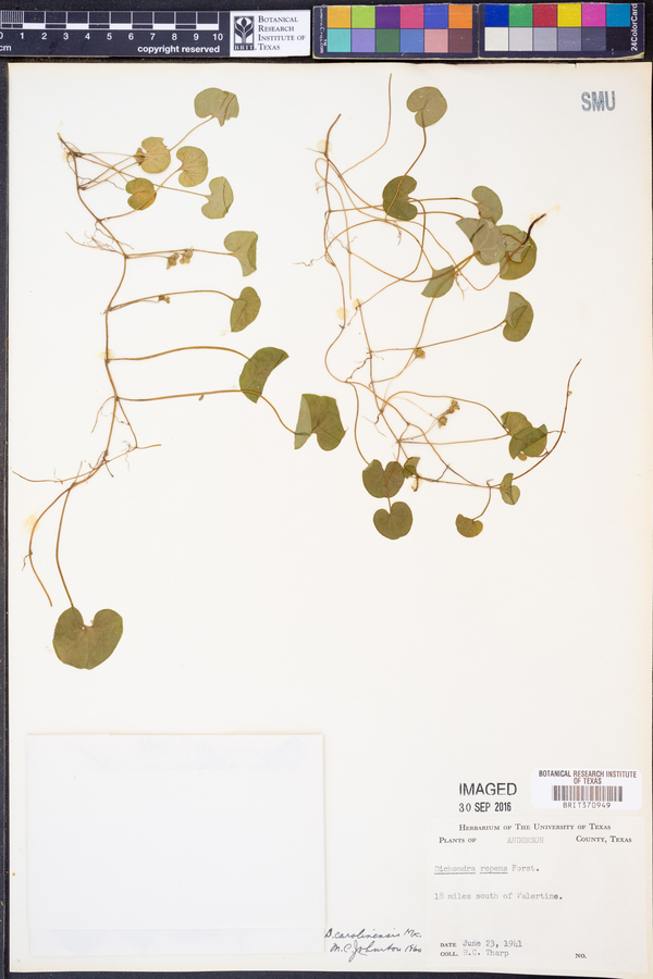 Dichondra carolinensis image