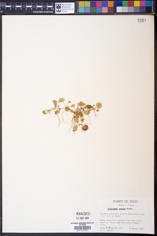 Dichondra micrantha image