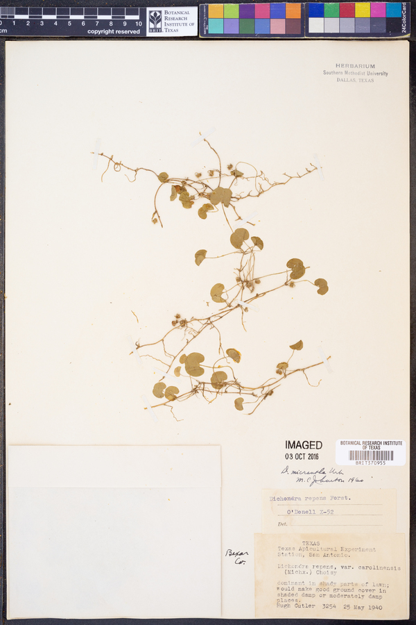 Dichondra micrantha image