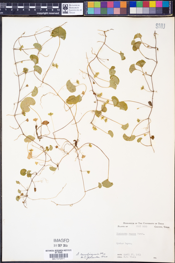 Dichondra carolinensis image