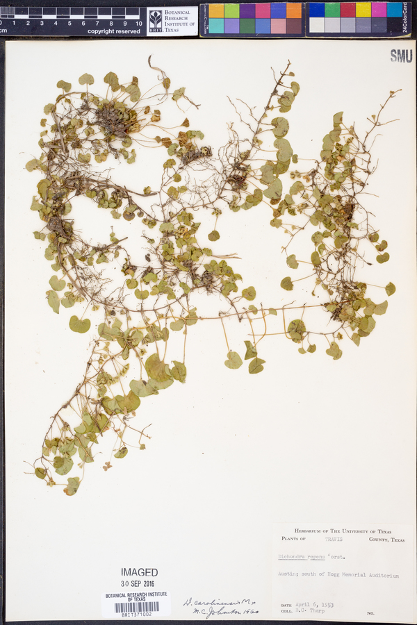 Dichondra carolinensis image