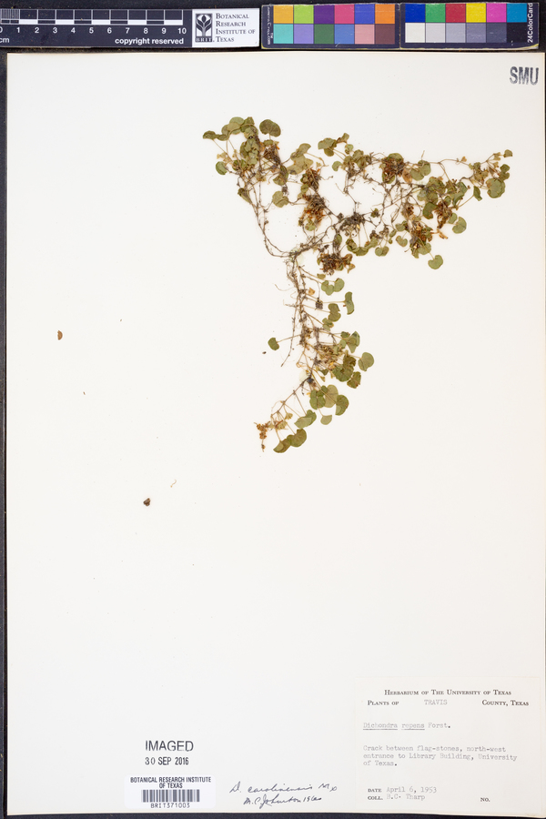 Dichondra carolinensis image