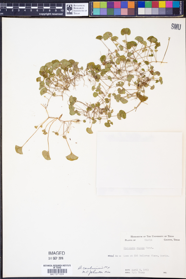 Dichondra carolinensis image