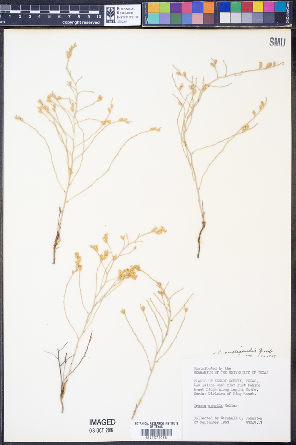 Cressa nudicaulis image