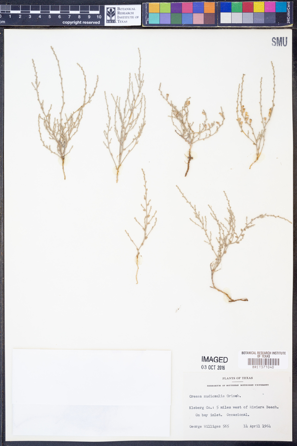Cressa nudicaulis image