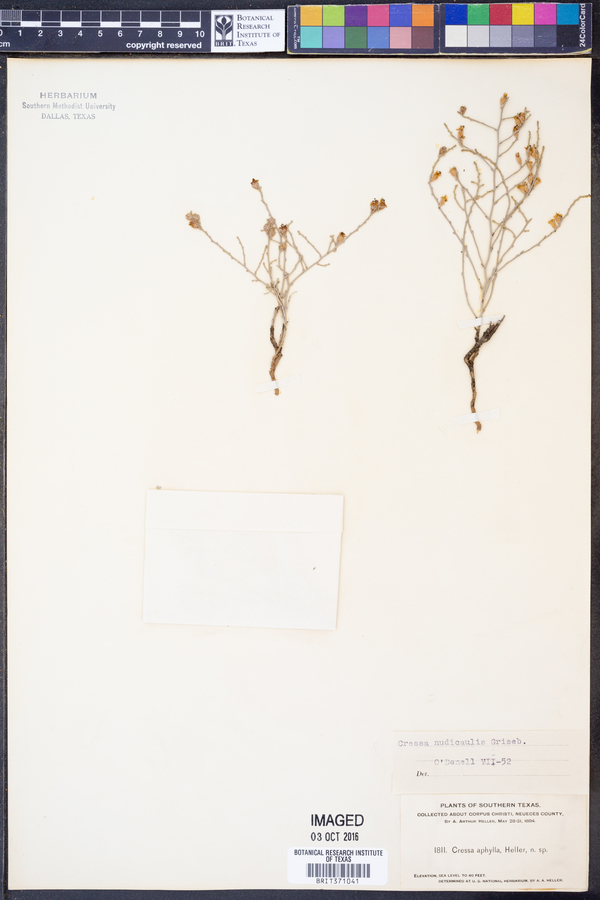 Cressa nudicaulis image