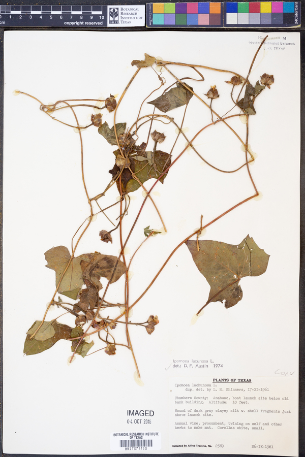 Ipomoea lacunosa image