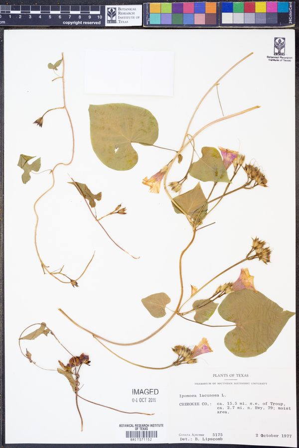 Ipomoea lacunosa image