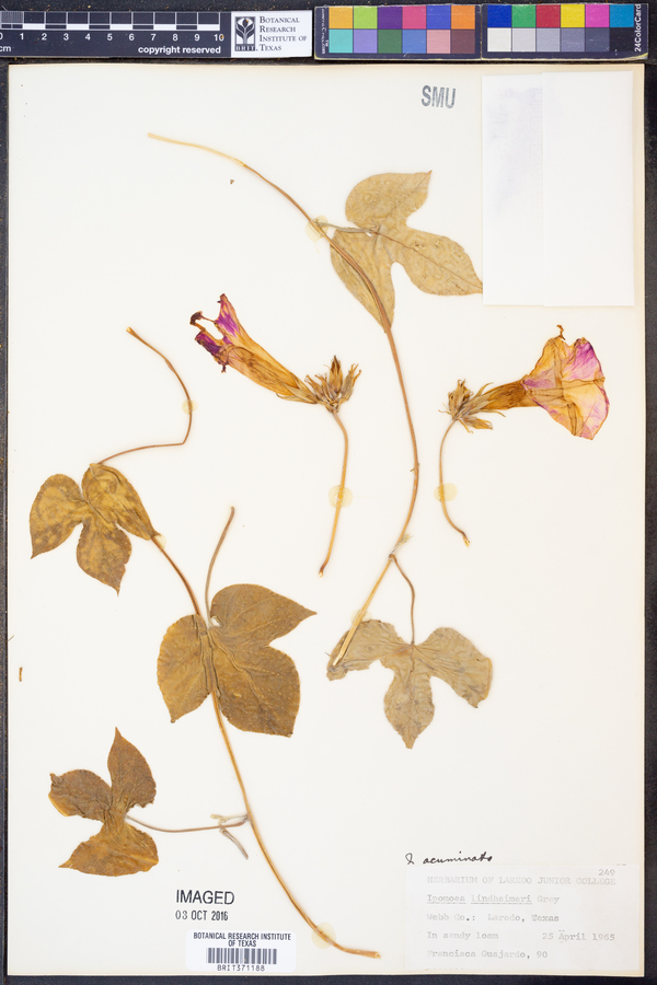 Ipomoea indica image